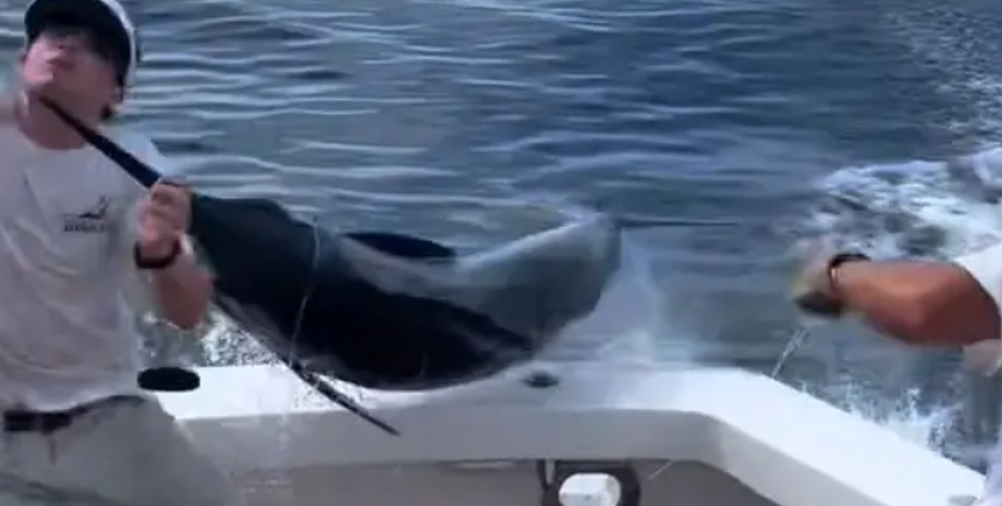 Блакитний мерлін у Мексиканській затоці атакував учасника експедиції, рибалка, курйози, приколи, відео, тренди TikTok