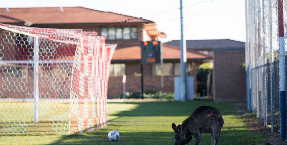 Фото: twitter.com/CapitalFootbal