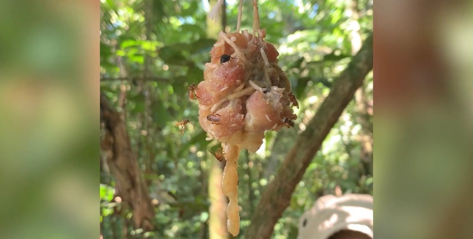 пчелы-падальщики, сырое мясо, природа, снимок