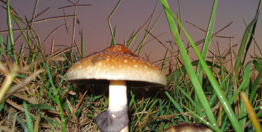Psilocybe Cubensis. Фото: Wikipedia