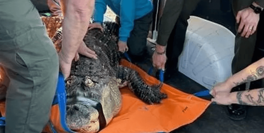 Чоловік тримав удома алігатора, алігатор, рептилія, небезпечна тварина, справжній монстр, тварина хворіє, старий алігатор