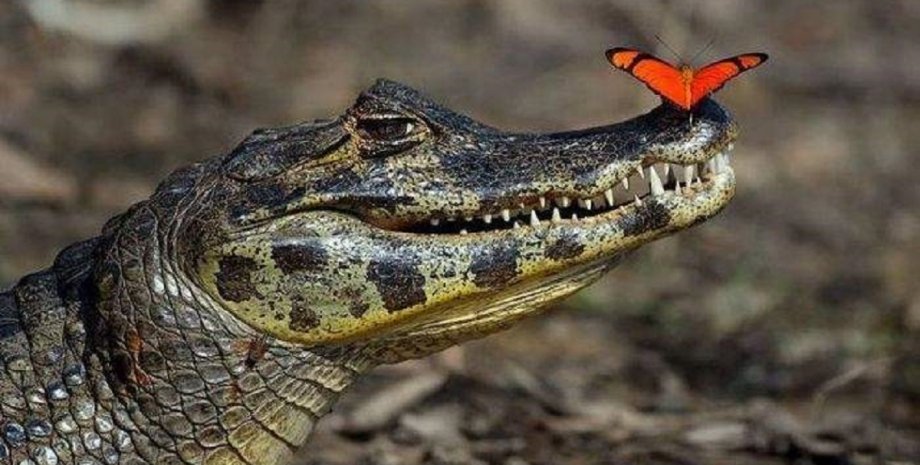 крокодил, крокодил-вегетаріанець, рептилія