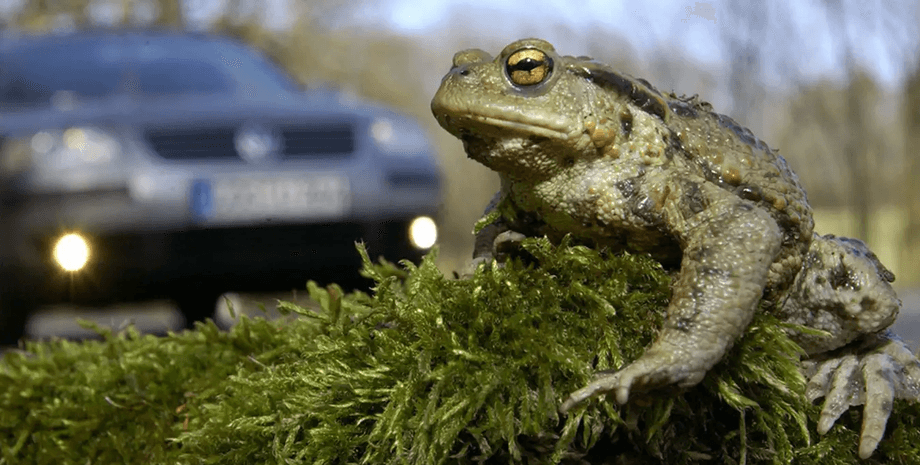 Лягушка сидит на дороге перед машиной
