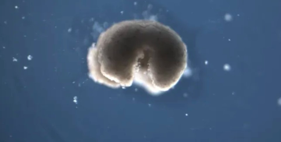 биобот биобот