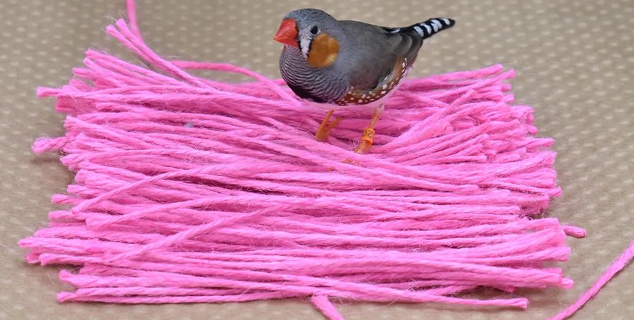 гнезда зебровых зябликов