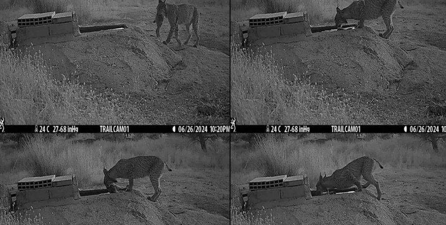 рысь замачивает добычу