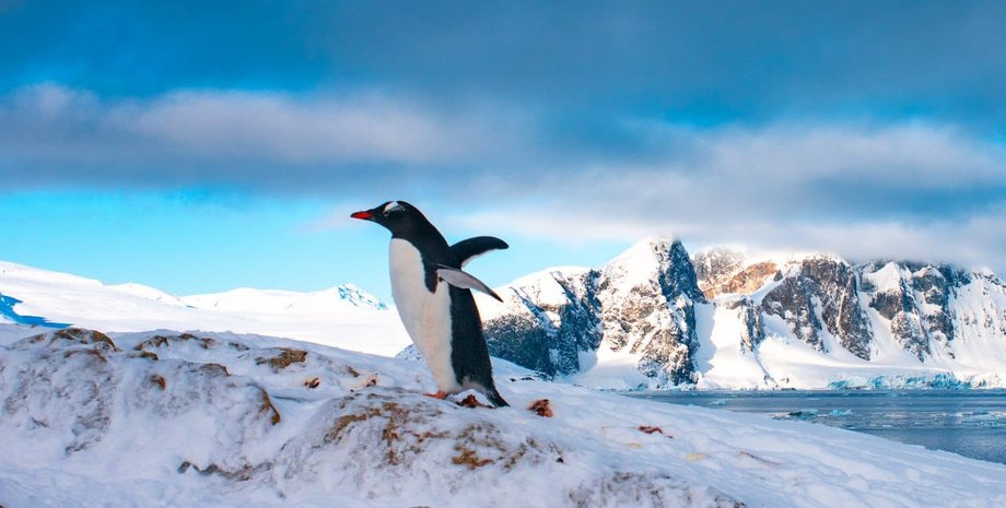 академик вернадский, станция, поялрники, новости Украины, остров галиндез, остров галиндез