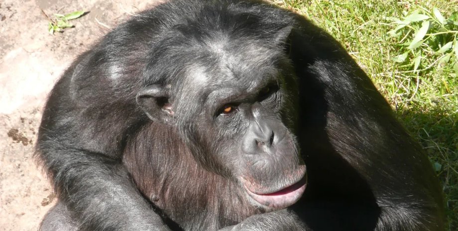 сантіно шимпанзе