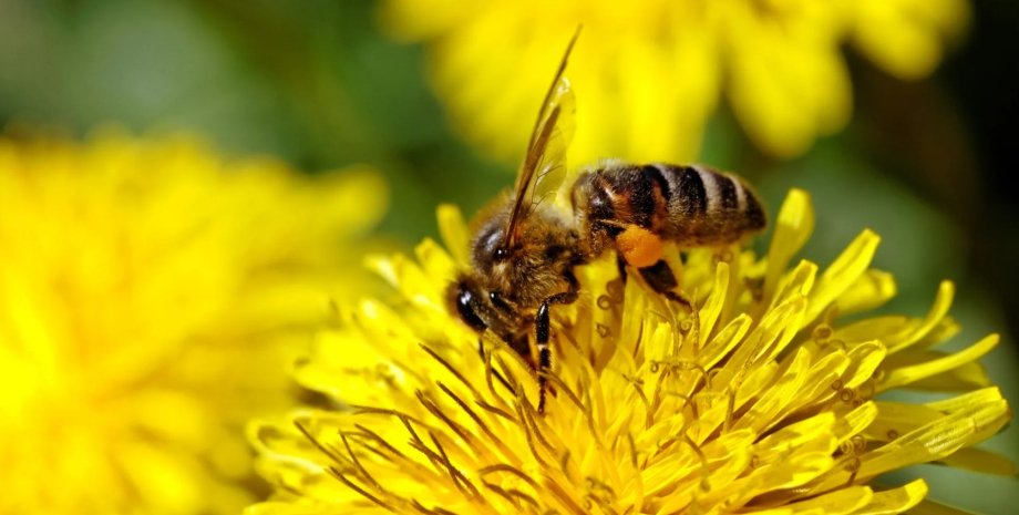 бджоли, бджоли запилення