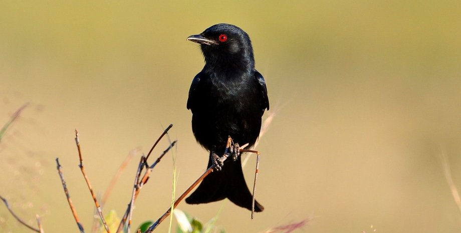 Вилохвостый дронго птица ложь