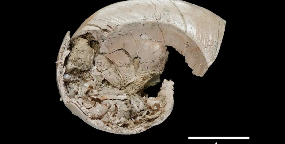 стародавній прісноводний равлик