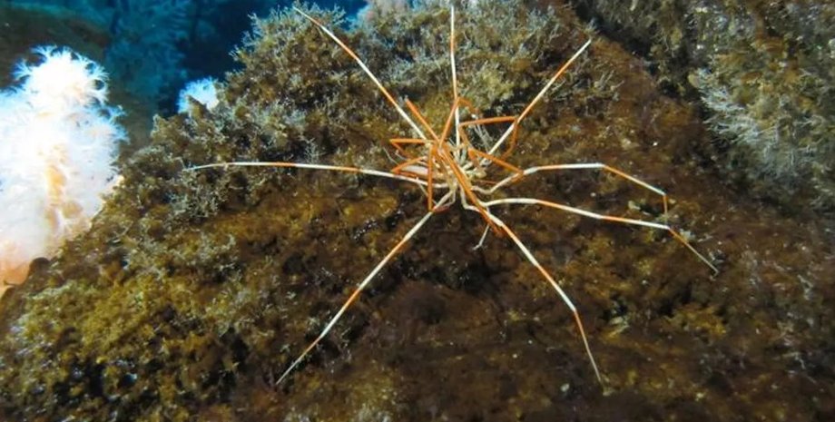 морские пауки, морские гигантские пауки