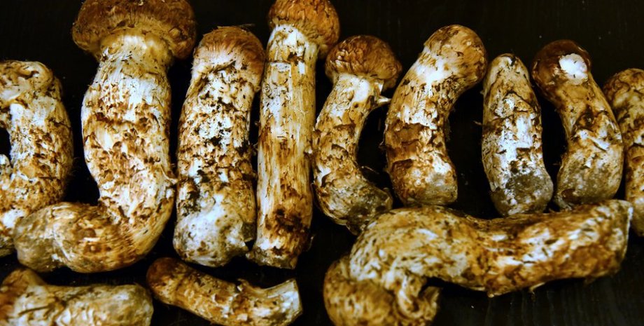 Фото: Сибирский охотник