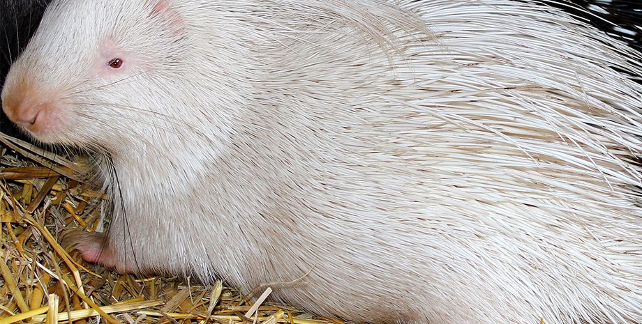 Фото: zoo.kharkov.ua