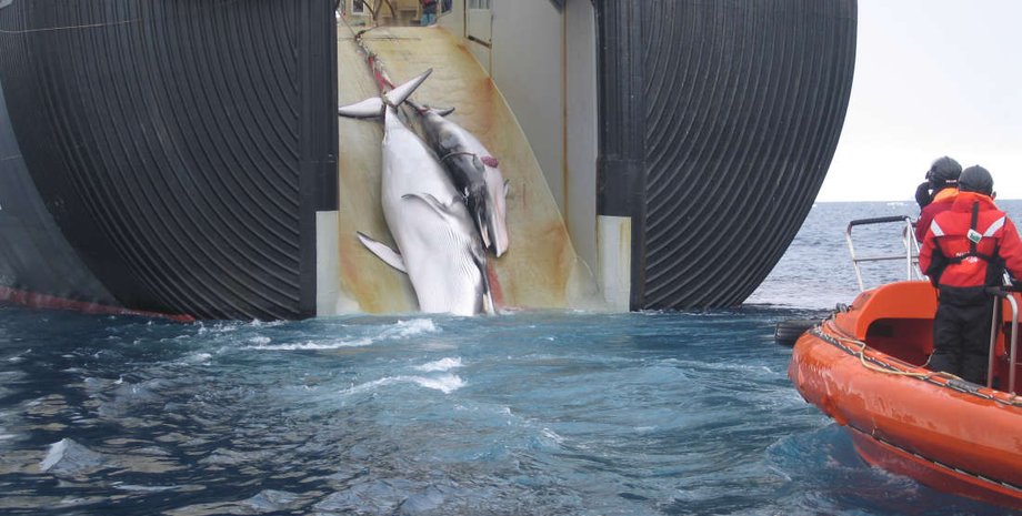 Australian Customs Service