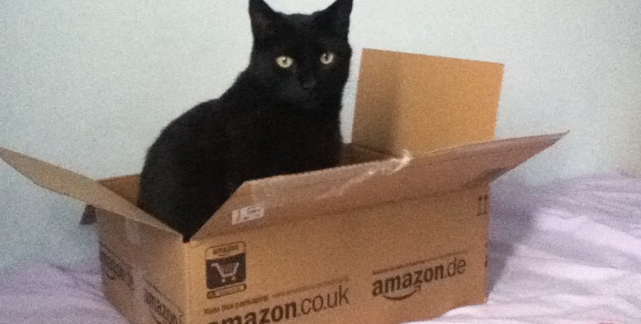 Кіт, котові, як коти лазять, наука