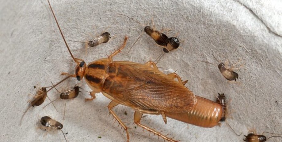 таракан, секрет тараканов, живучесть тараканов