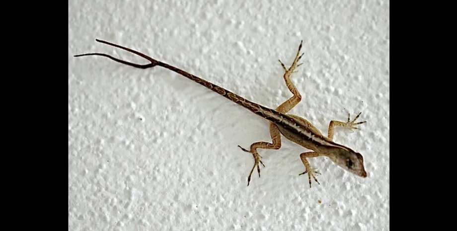 ящерица, ящерица хвост, ящерица з двумя хвостами