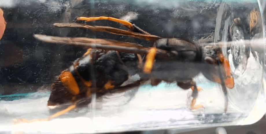 Азійські шершні-вбивці, шершні, комахи, бджоли, їдять бджіл, небезпечні для людей, нашестя шершнів, отрута, токсин, жало,