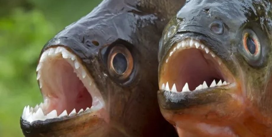 пираньи, рыбы, зубы пираньи