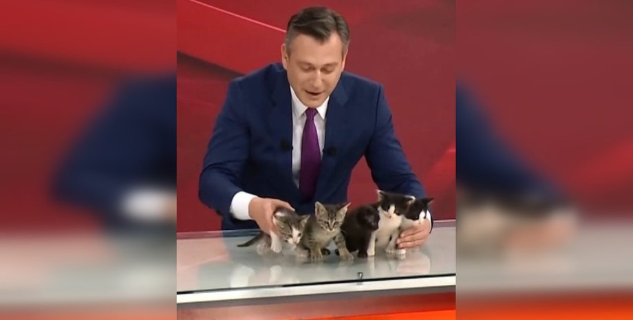В Турции в прямом эфире телеканала произошел курьез с животными, поскольку хотели пристроить котят
