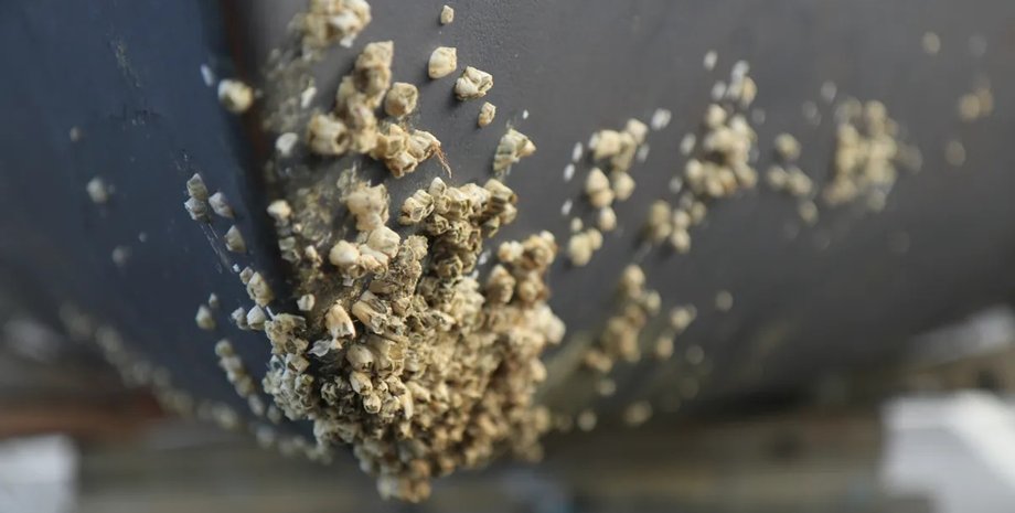 морской желудь на корабле