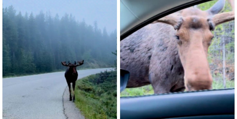 супруги встретили по лесной дороге неожиданного "попутчика"