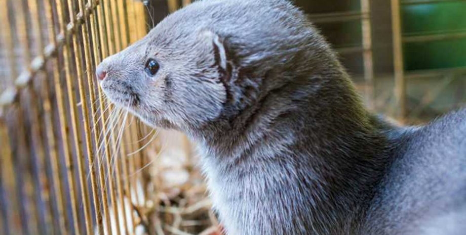 норка, клетка, звероферма