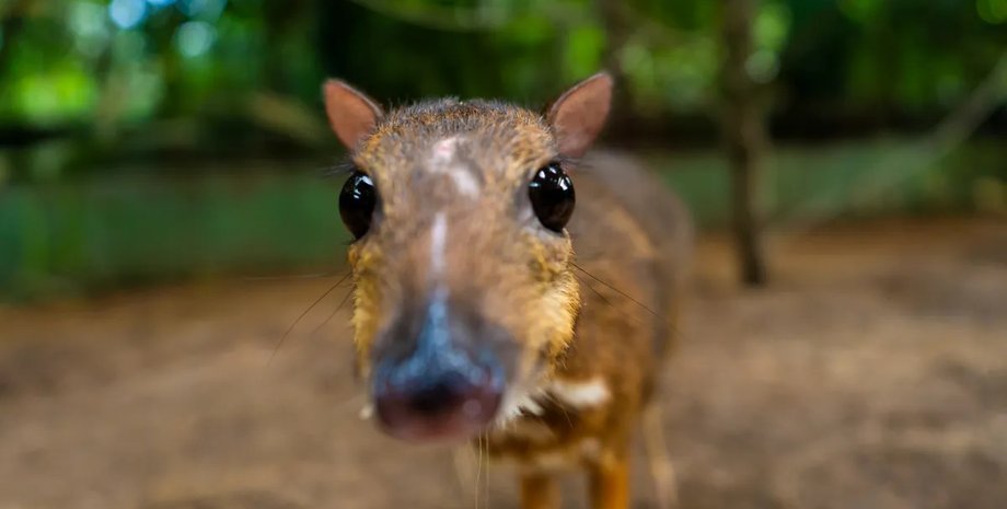 яванский олень