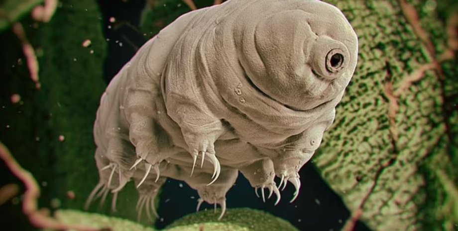 Знайдено спосіб підвищити стійкість людини: яка істота зберігає в собі цей генетичний секрет