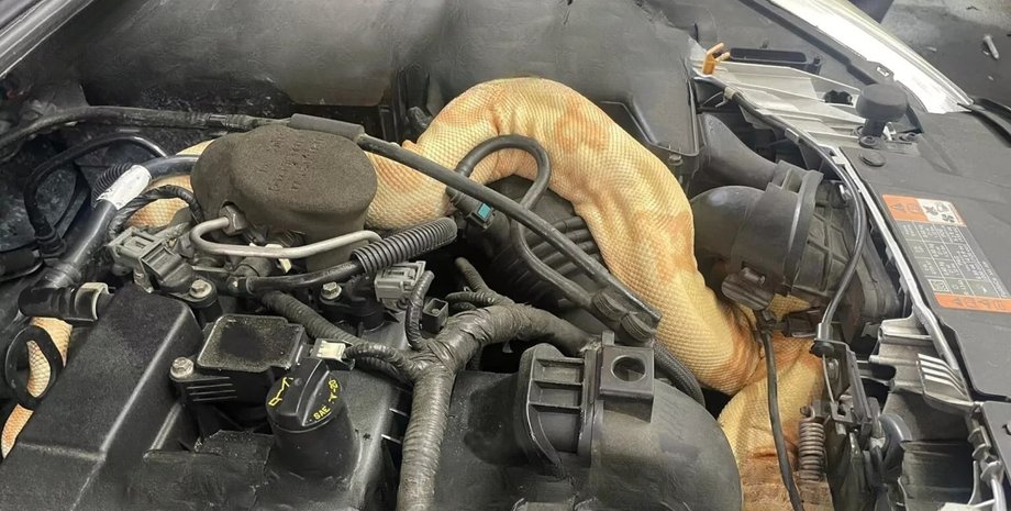 удав альбінос, Ford Focus, змія в авто