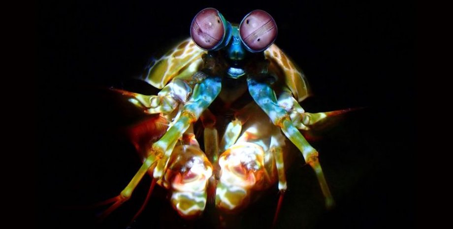 креветка, креветка-богомол, рак-богомол