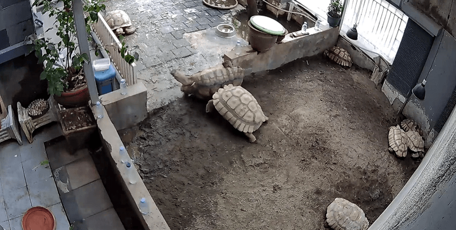 Справжня дружба: гігантська черепаха прийшла на допомогу перекинутому другу