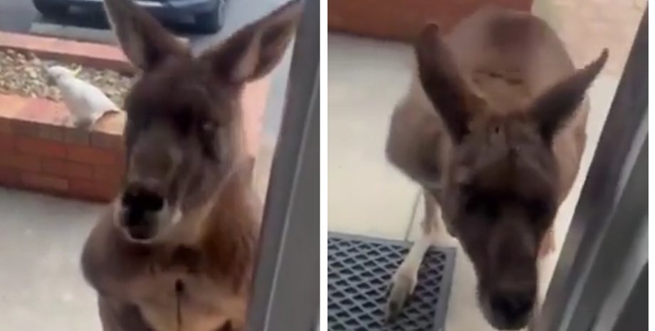 Женщина открыла дверь и увидела неожиданного гостя: тот хотел поздороваться