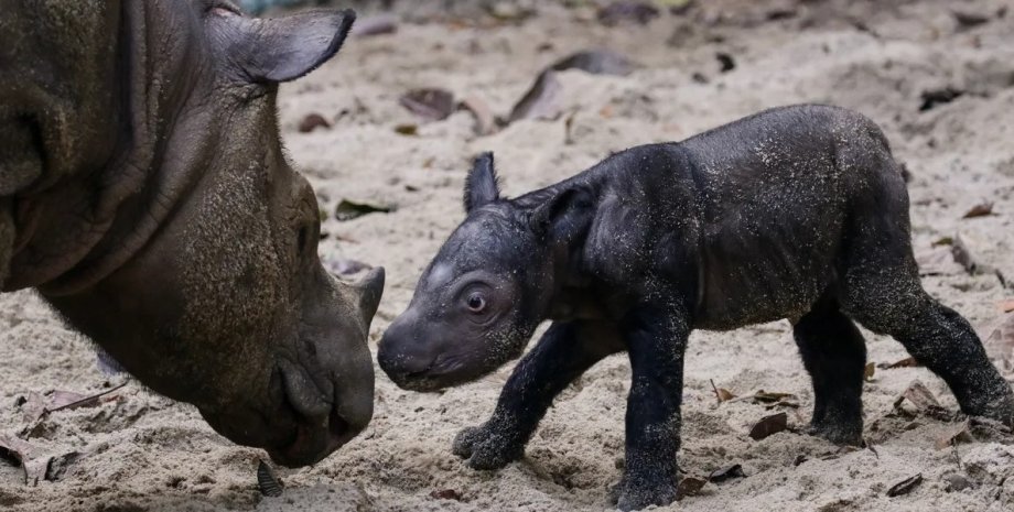 носоріг, суматранський носоріг дитинча суматранського насорога