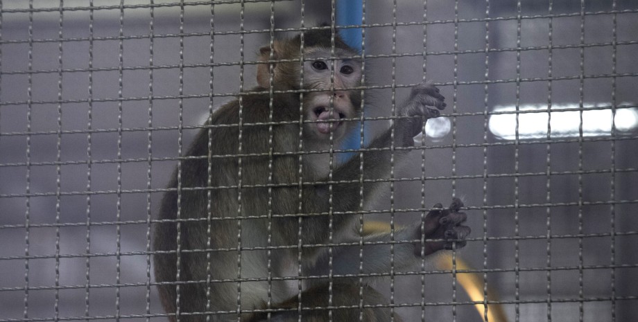 Мавп обіцяють тримати в суворій безпеці