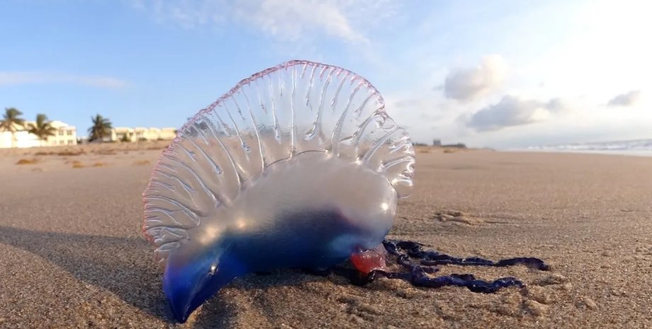 медузи, португальський кораблик