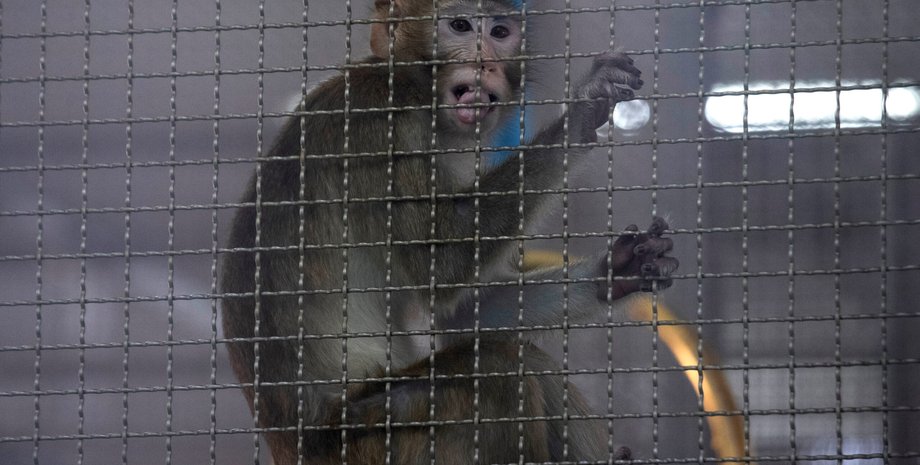 Мавп обіцяють тримати в суворій безпеці