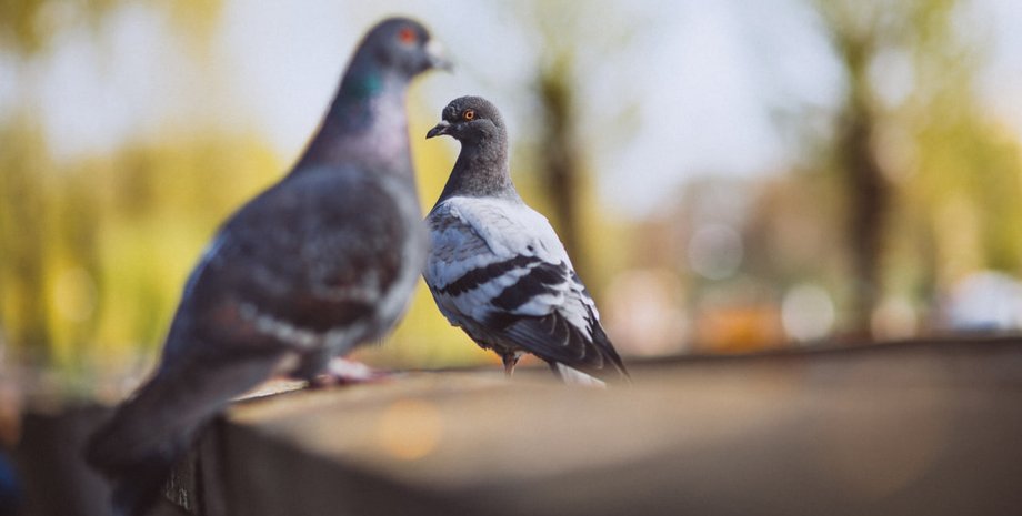 Голуби