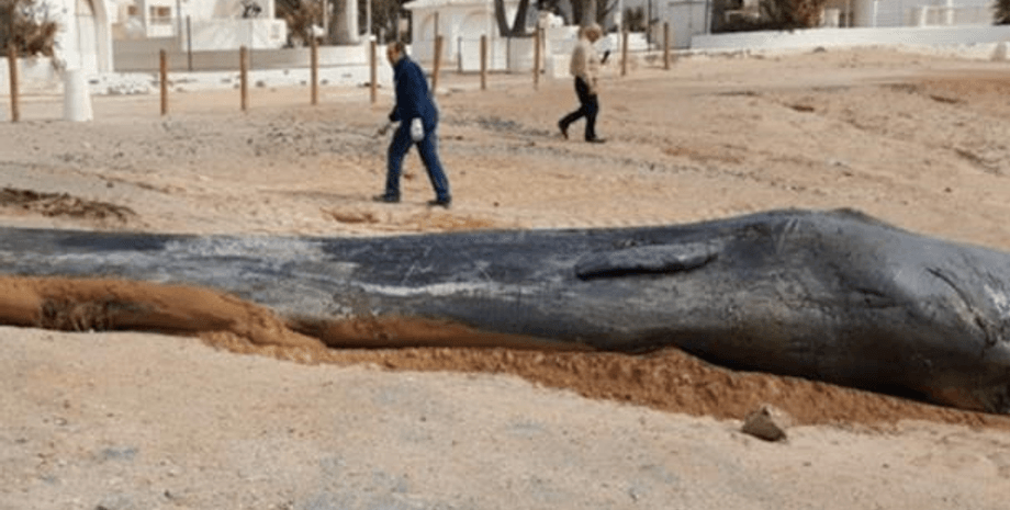 Фото: twitter.com/espnaturalesmur