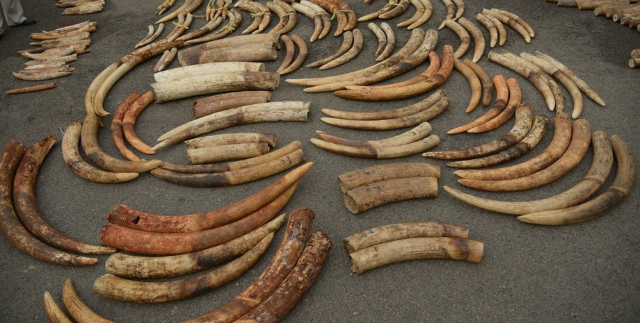 Бивни, конфискованные в Сингапуре в 2015 году. Фото: Center for Conservation Biology/University of Washington