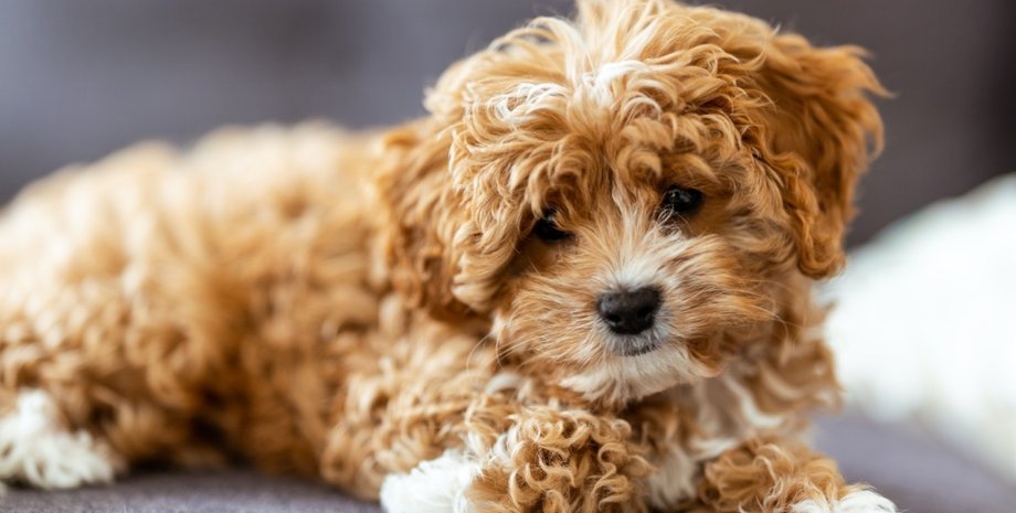 кавапу, порода собак