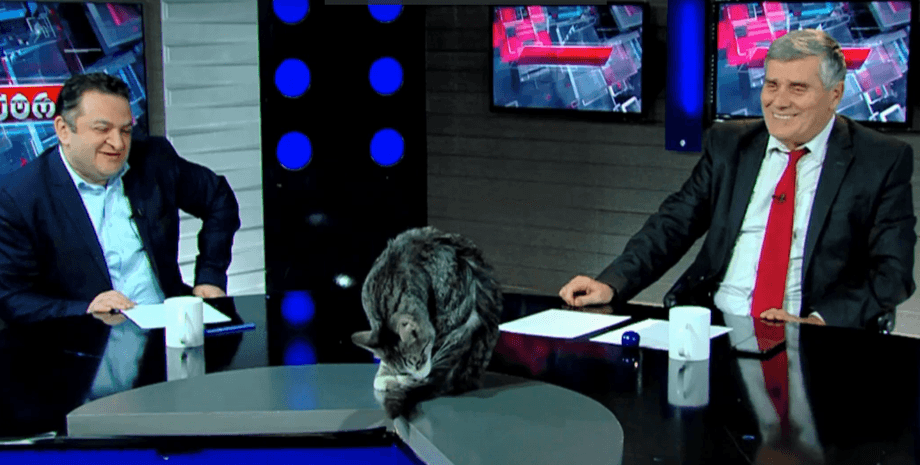 Про кота Какуцу написали провідні ЗМІ