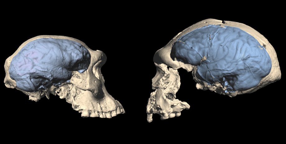 мозг, ранние люди, Homo sapiens, фото