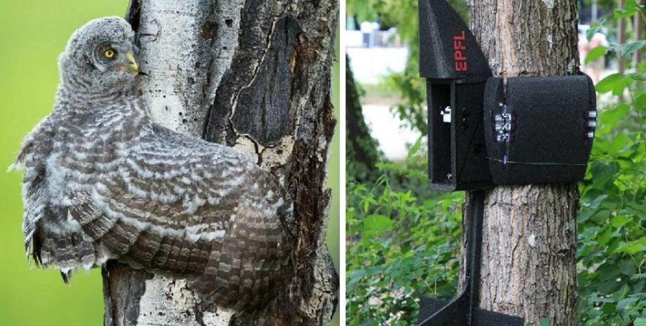 дрон, сова, птица, БПЛА