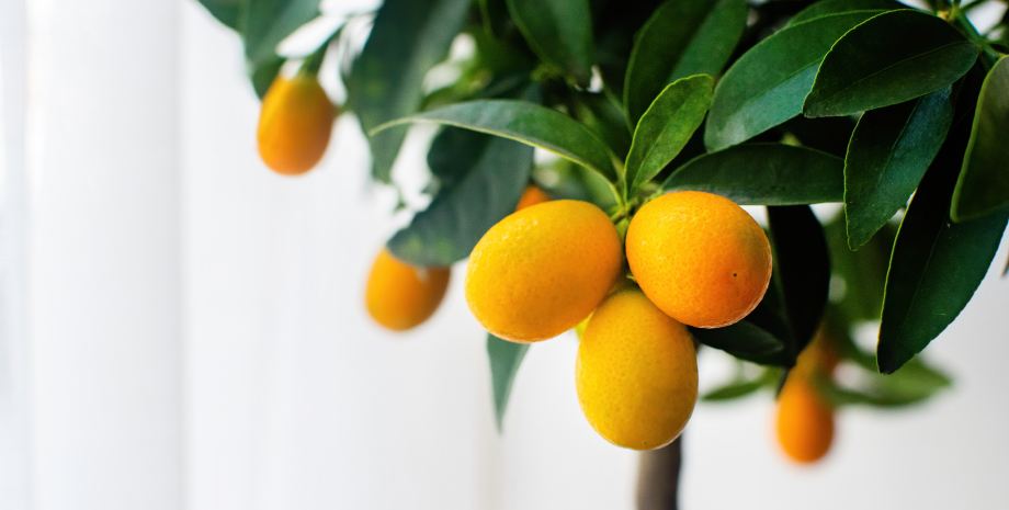 апельсинове дерево