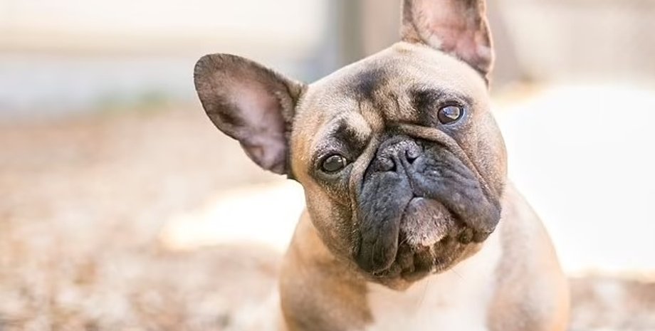 собаки, мозок собаки, мозок собак зменшився