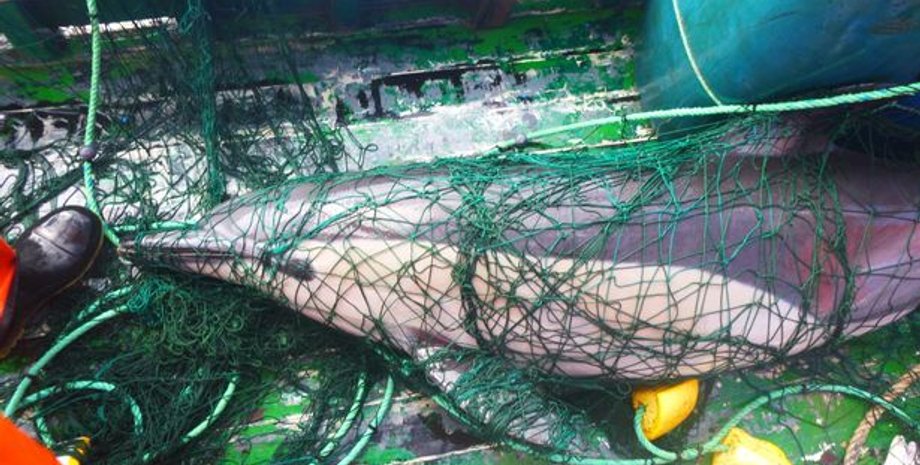 Дельфин в рыболовецкой сети. Фото: Cornwall Live