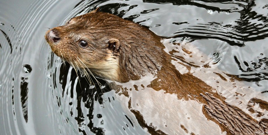 видра, плавучість видри, плавучість хутра видри