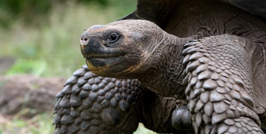 Слоновая черепаха, галапагосская черепаха